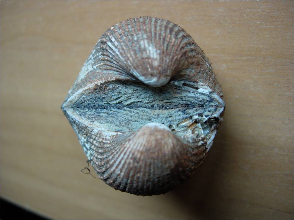 Anadora polii o corbuloides??